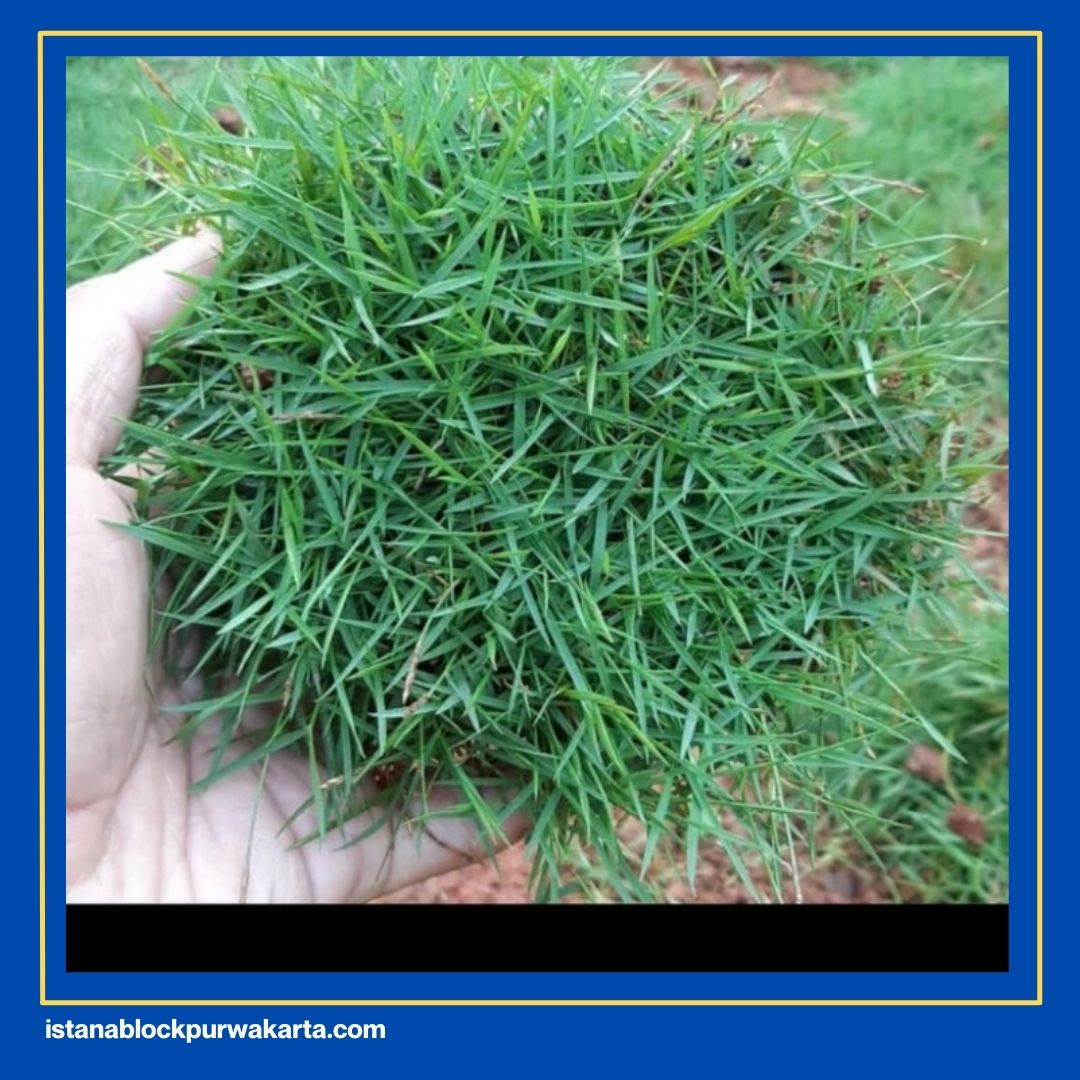 Jenis Rumput Grass Block